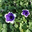 Petunia Bi-Color - Donna Picotee Blue