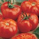 Tomato - Beefmaster