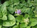 Ageratum