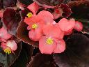 Begonia - Vodka  (bronze leaf)