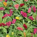 Celosia