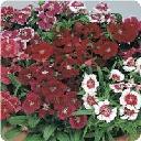 Dianthus