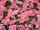 Impatiens