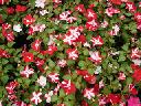 Impatiens - Red Star