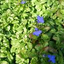 Lobelia - Palace Blue