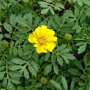 Marigolds Dwarf - Safari Yellow