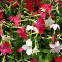 Nicotiana