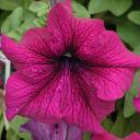 Petunia Crimson - Ultra Burgundy