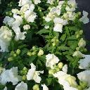 Snapdragon Dwarf - Montego White