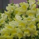 Snapdragon Dwarf - Montego Yellow