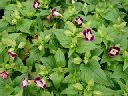 Torenia
