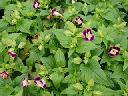 Torenia