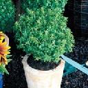 Basil Boxwood