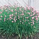 Chives