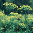 Dill Fernleaf