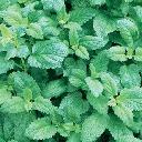 Lemon Balm