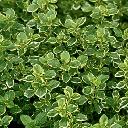 Thyme (Lemon)