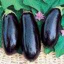 Eggplant