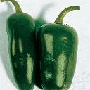 Pepper - Jalapeno