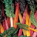 Swiss Chard